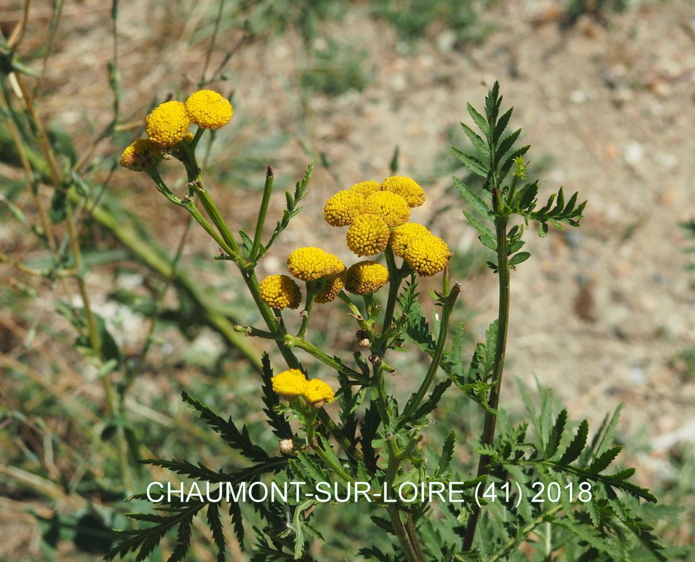 Tansy flower